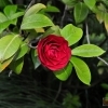 Camellia konronkoku -- Kamelie konronkoku